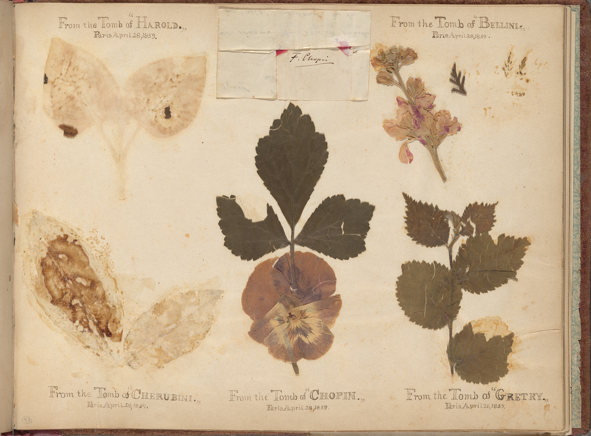 page from an album of botanical souvenirs