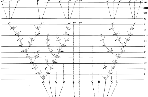 Diagram showing descent of varieties of species in a genus.